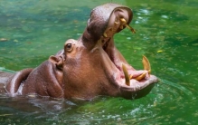 陆地动物10大单挑王(老高说),陆地动物十大霸主排名