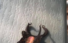 这张照片有何诡异之处,史上最诡异的4张照片真假难辨