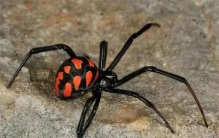 交配一次就能繁衍终生！厦门海关截获黑寡妇，它到底有多可怕？