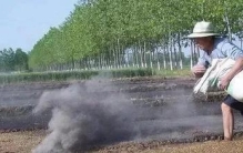 草木灰种菜有什么好处(刚割的韭菜可以放草木灰怎么放)