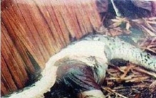 恐怖的巨蟒吃人,泰坦巨蟒吞人事件