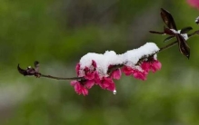 遥知不是雪为有暗香来是咏物诗吗