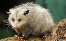 世界上最长的老鼠长达1.2米,世界上最大的老鼠比猫大吗