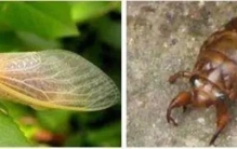 十大害虫排行榜仅供参考的有哪些,十大常见害虫