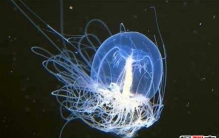 世界十大寿命最长的动物，灯塔水母可永生不死(乌龟第五)