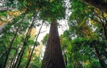 世界最大森林树「世界最高树你见过吗」