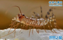 火山蚰蜒(you yan)，捕食蟑螂如探囊取物(附视频)