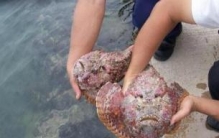 人面鱼图片，世界上惊现最像人脸的鱼类