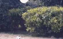 哪种宠物狗最通人性,什么品种的狗最通人性