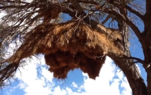 世界上最大的鸟巢，重1吨可容纳500只鸟，为何当地无人敢去掏？