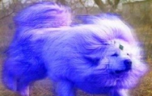 小海蓝兽多少钱一只，开价千万元也买不到(有价无市)