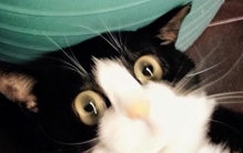 不瞒你说这些东西是猫的天敌会让它很害怕吗,猫有啥天敌