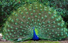 逃生保温捕食原来动物的尾巴还有这些用处吗,哪些动物用尾巴逃生