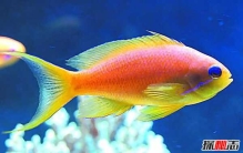 十大远古最恐怖的动物，幸好这些动物已经灭绝