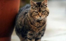 世界上活的最久的猫，露西(已经活了30多年)