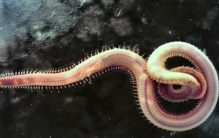 马里亚纳海沟的奇特生物,来自马里亚纳海沟的10 种奇怪生物