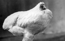 无头鸡麦克,美国无头鸡被砍头后仍活18个月