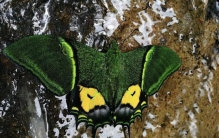 世界上最贵的蝴蝶标本是什么,世界八大名贵蝴蝶