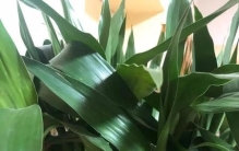 富贵竹水培怎么养才好(富贵竹水培长根了可以种土里吗)