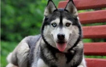 世界十大名狗排名，最聪明最容易顺服犬类排名/哈士奇榜首