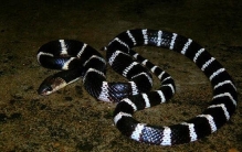 中国十大毒蛇排行榜，银环蛇比眼镜王蛇毒五倍(图片)