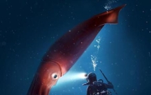 抹香鲸吃大王酸浆鱿图片