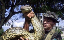 人类发现世界上最大的蛇有多大，世界上最大的蛇97米