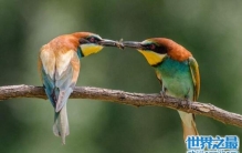 奇葩的动物性行为，鱼类可以互不接触就生出孩子