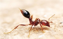 世界上最可怕的蚂蚁是什么 毒素非常强大的红火蚁