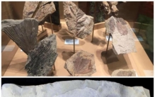 地球史上最大的蛇有多大重达1吨长达14米以巨鳄为食物,地球上现存最巨大的蛇有多大