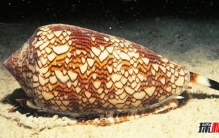 世界上最可怕的10种蜗牛 第二毒药高手,第十自带安全警报