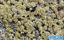福建人喜欢吃的藤壶是什么，竟然还是海洋污染物
