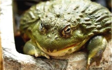 世界上最残忍的巨蛙 在最短的时间内能够吞下一只老鼠