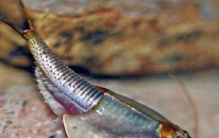 鲎和三眼恐龙虾,巨大三眼恐龙虾