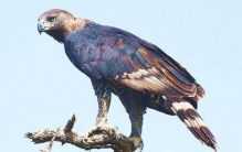 世界三大猛禽是什么动物,世界三大猛禽介绍