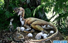 小偷窃蛋龙不是偷蛋而是孵蛋，从此将背上偷蛋的黑锅