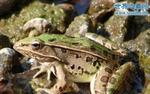 田鸡是青蛙吗，田鸡不是青蛙(两者是不同蛙种)
