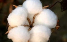 世界上最有趣的十种动物 第四有三颗心/能随意改变大小