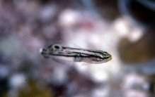 世界上最小的鱼胖婴鱼体长仅7毫米吗,世界上最小的鱼体重几克