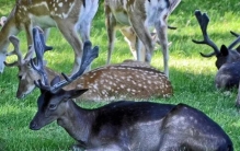 世界上最大的睾丸德国女色魔连续杀11人用45张照片带你看世界