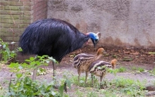 世界上最凶鸟类是什么 鹤鸵（漂亮却凶残会杀人）