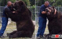 世界上最大的熊，科迪亚克棕熊高达3米(重达2400斤)