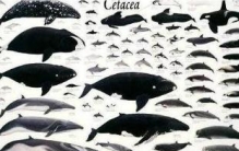 鲸鱼是怎么进化的，环境不断变迁、体型不断变大