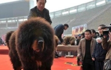 中国藏獒十大獒王排名，第一藏獒惊天兽最屌/最有名的藏獒