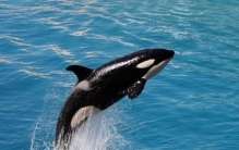 虎鲸的天敌是什么海洋动物(虎鲸的天敌巨齿鲨)