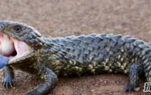 最受欢迎的水果排行：第二世界宠儿,第一你绝对想不到