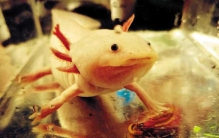 饲养六角恐龙鱼(如何正确饲养六角恐龙鱼)