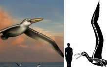 世界上最大的飞鸟：桑氏伪齿鸟，翼展7.3米(可滑翔数公里)