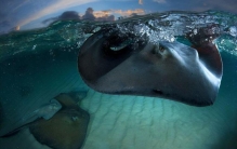 吸血的毛毯到底是什么怪物,西双版纳吸血小黑虫是什么样子