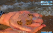 水母能吃吗，只有海月水母和海蜇可以吃